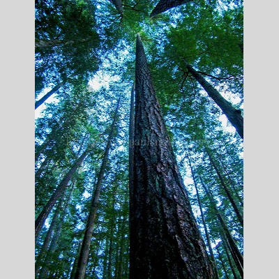 Old Growth Tree Canopy Photography